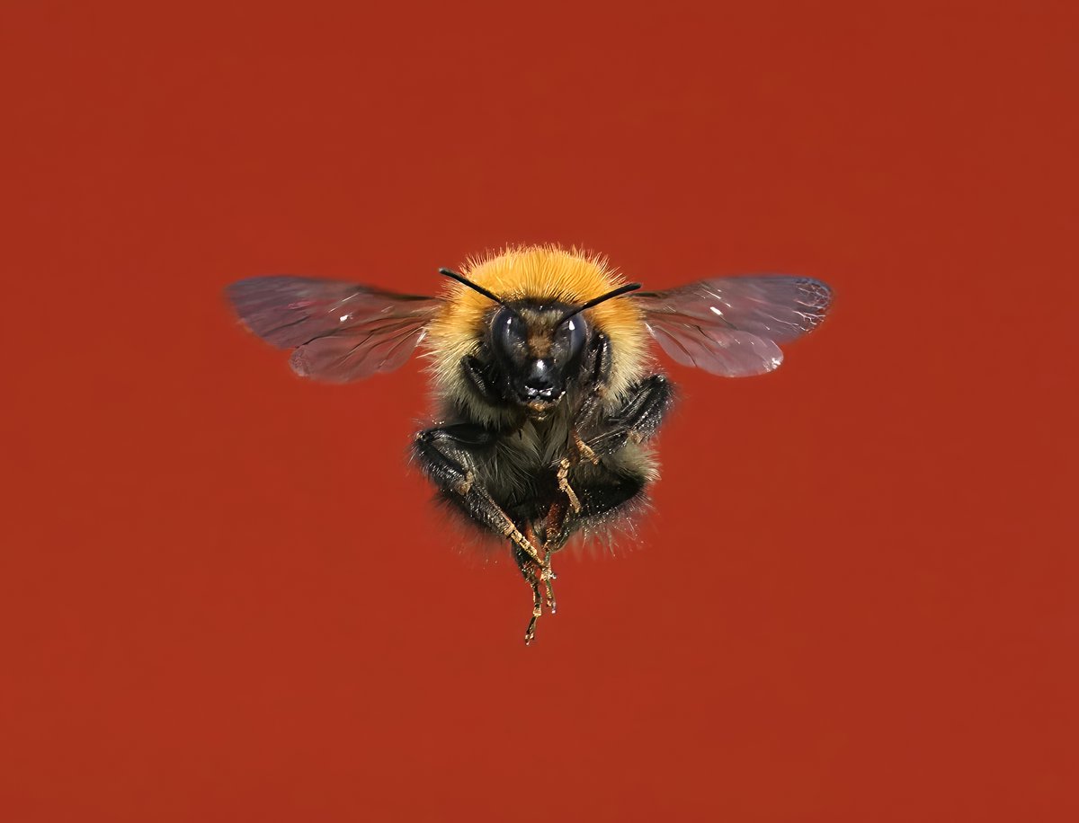 Doing a Ralph Macchio 😉

#TwitterNatureCommunity #TwitterNaturePhotography #bees #wingedinsect #beesforlife #insect #Beesin2024 #naturelovers #lovewhereyoulive