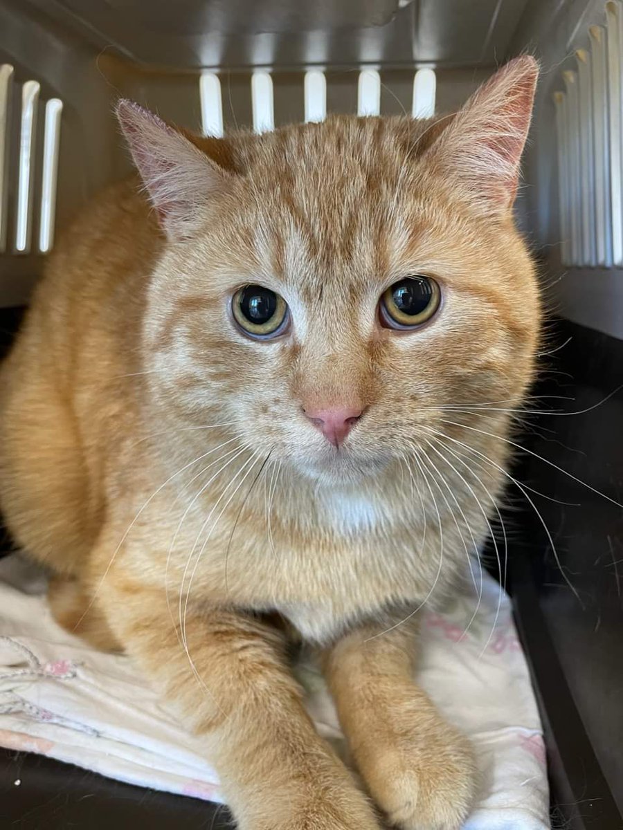 Ihana metsästä nälissään talvella löytynyt Sumu kolli. Noin 1 v. 
Kissojen suojelu Kisu ry Punkalaidun. ❤️