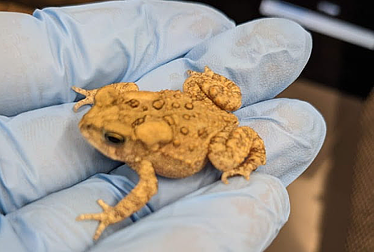 Congratulations to Frédéric Laberge, Ella Parkinson, Ryan Prosser & Susan Murch, for being awarded the 2024 #OneHealth Approach to Climate Change & Sustainability award for their project 'Effects of Environmental Change on Amphibian Cognition.' Read more! uoguel.ph/pdkqh