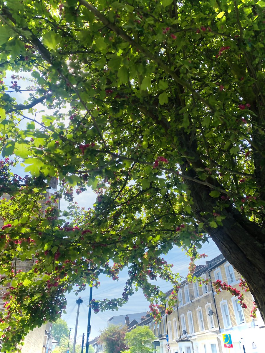 in the heat of day
i walk the urban jungle 
listening for birdsong