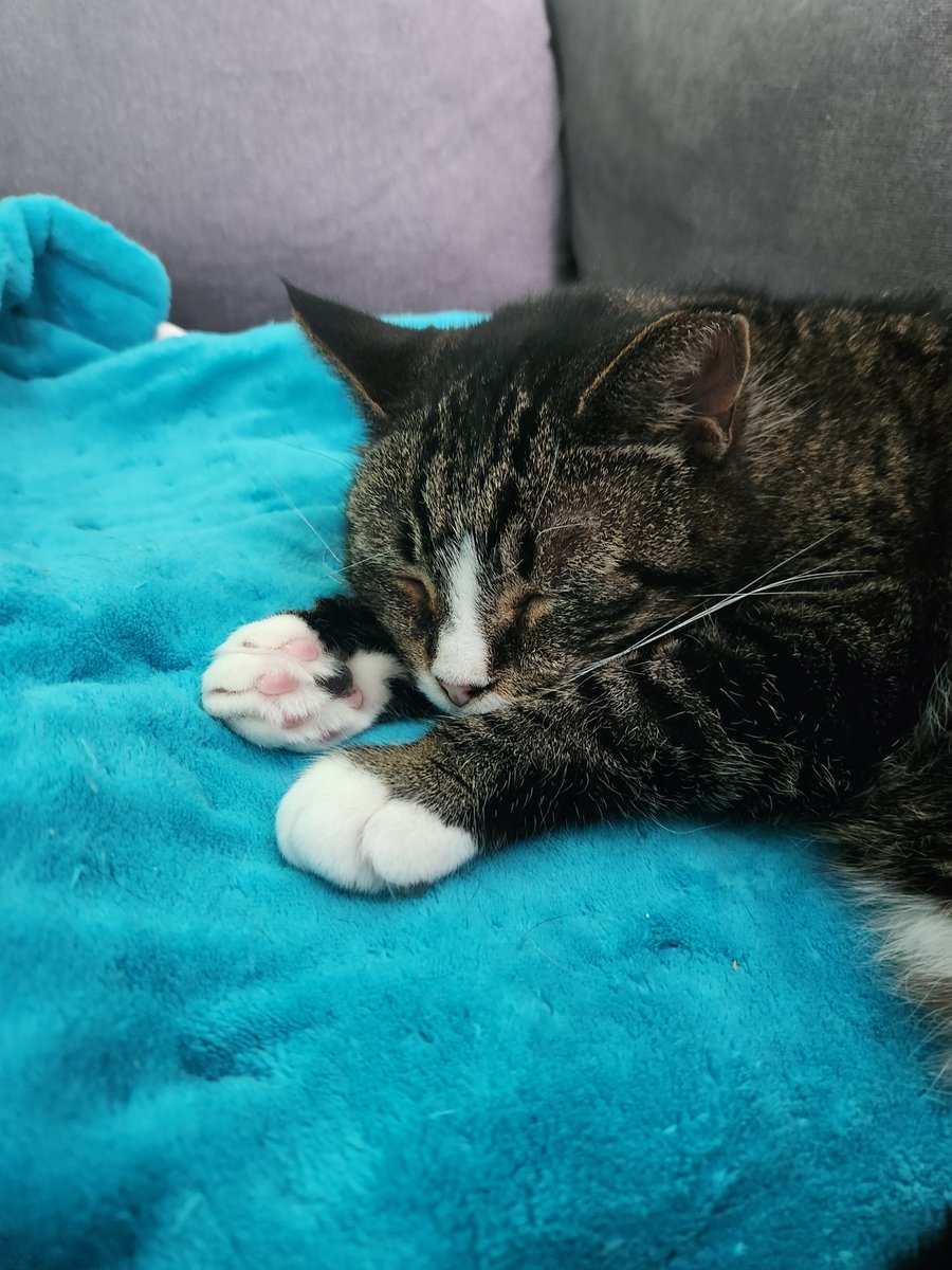 Vbabe5's tweet photo. Cat pic of the day, Squirt slowly discovering the wonders of the heating pad https://t.co/d25QDfdqkP