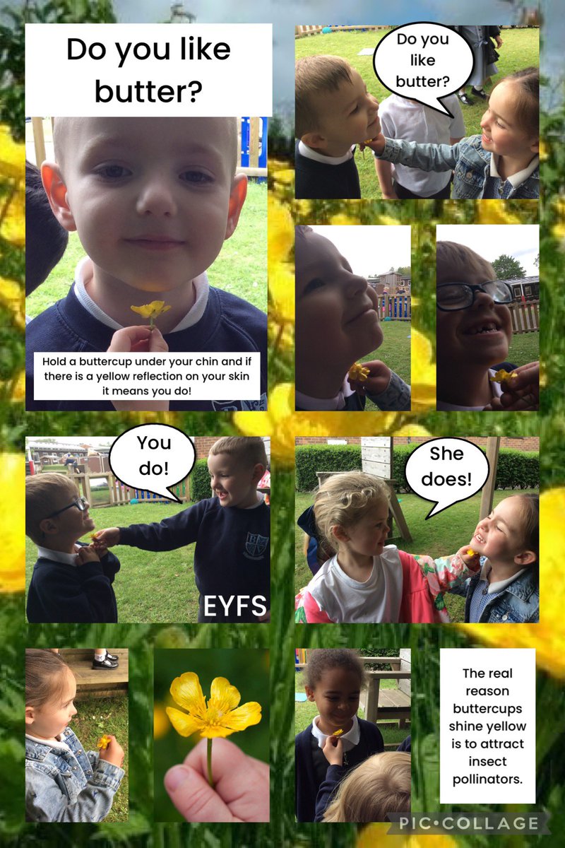 Today in EYFS we asked our friends “Do you like butter?” We used a buttercup to investigate! @BelleValeSchool @MissABurnsBVP @missgrayeyfs @MissNelsonBVP @BvpSmith27283
