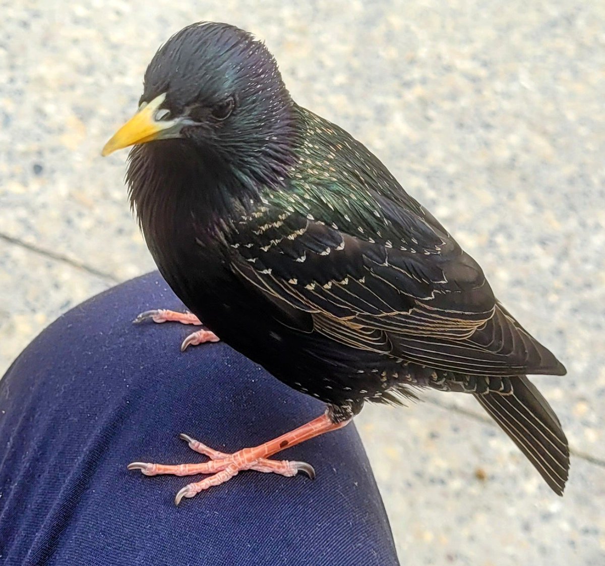 Today wherever you are, this glossy fellow was happy to sit on my knee eyeing up my egg sandwich. My new best friend, the Common Starling, Sturnus vulgaris, Druid. 🐦‍⬛