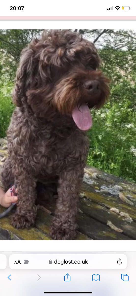 rosieDoc2's tweet photo. #SpanielHour 

TEDDYS NOT BEEN SEEN SINCE RUNNING ACROSS FARM FIELDS while on his walk #CathaysMoss #Welshampton nr #Ellesmere #Shropshire #SY12 28/9/18 
Male chocolate #Cockapoo he was long haired &amp; curly #CHIPPED 

https://t.co/DZpjFKE1qN

@RachaelB100 @ruthwill64 @HunnyJax https://t.co/tJFK9nXW0Q
