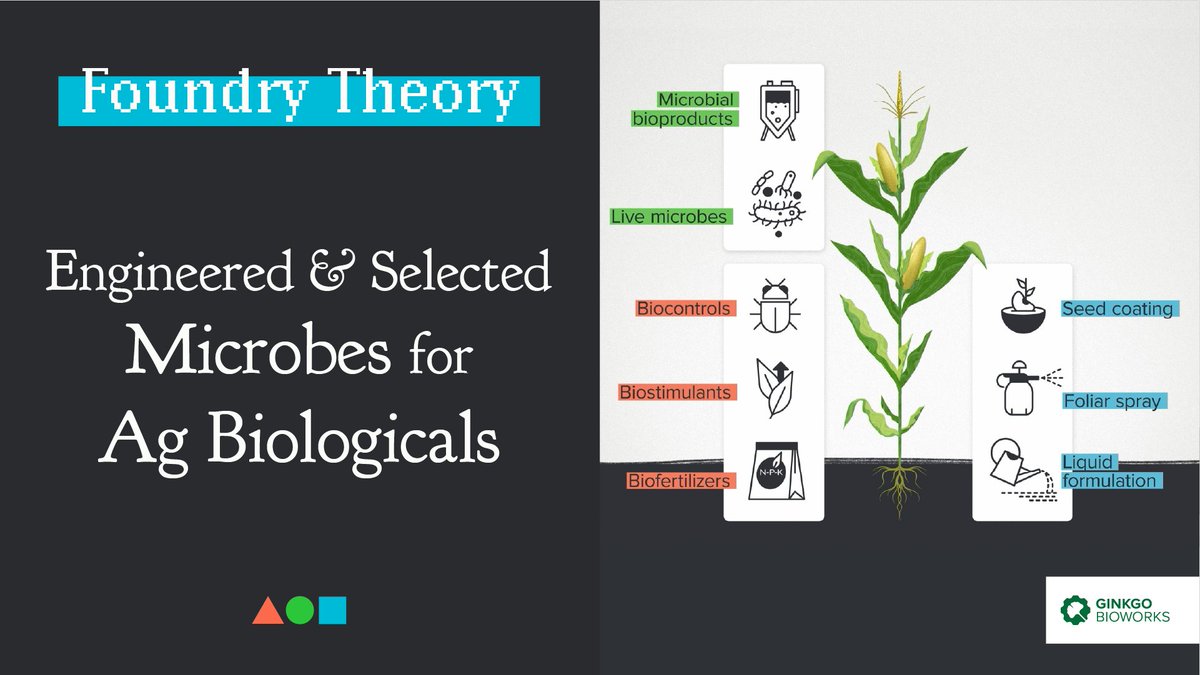 Today on Foundry Theory! What can microbes do for plants under the conditions of real field agriculture? What can Ginkgo do for microbes to accelerate your ag biological R&D? hubs.ly/Q02wz_Wd0