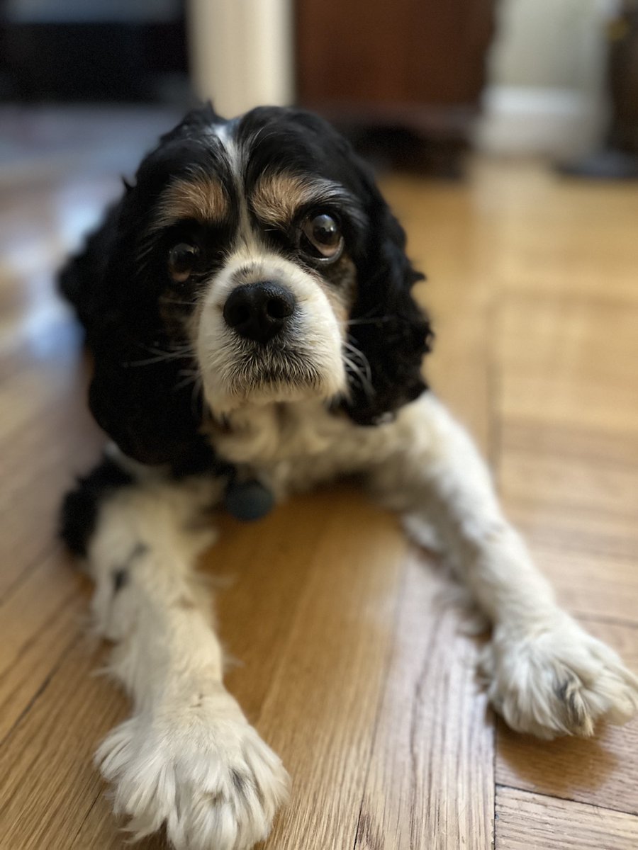 Where are you going with that suitcase Dad 🧳? I made a break for it and followed him out of the door in the rain, even though he left without me 😞 #dexter #cavpack #lonely #nyc