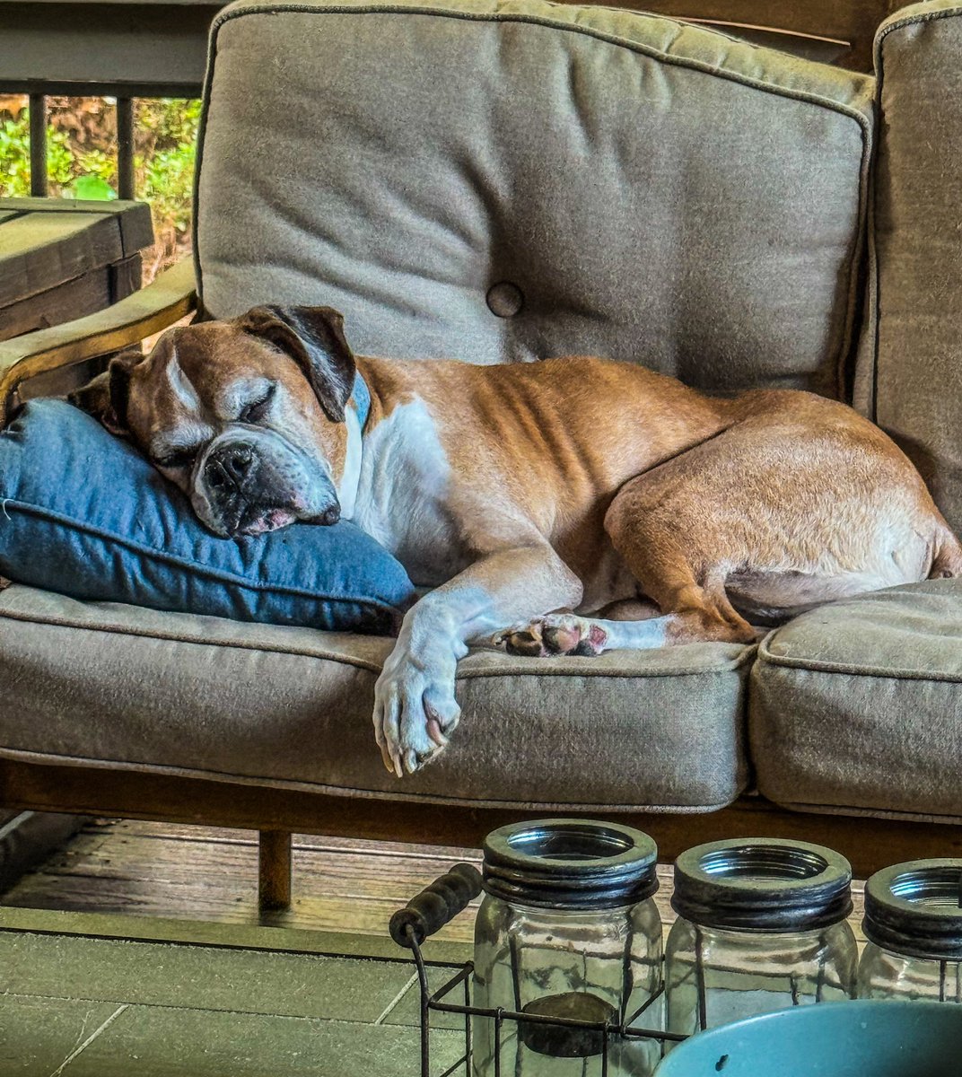 The old man looks so peaceful…#dogs #boxer #MansBestFriend #GoodBoy