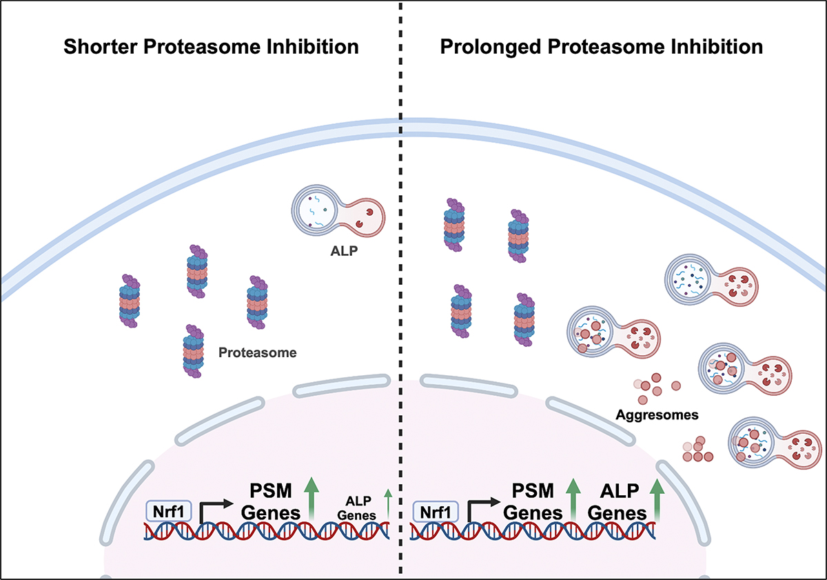 Schematic shows dual regulation of #proteasome and #autophagy–lysosomal pathway by Nrf1. Ward, Vangala, Kamber Kaya, Radhakrishnan and colleagues @VCU expand the role of Nrf1 in shaping the cellular response to proteotoxic stress. hubs.la/Q02tZ3_k0