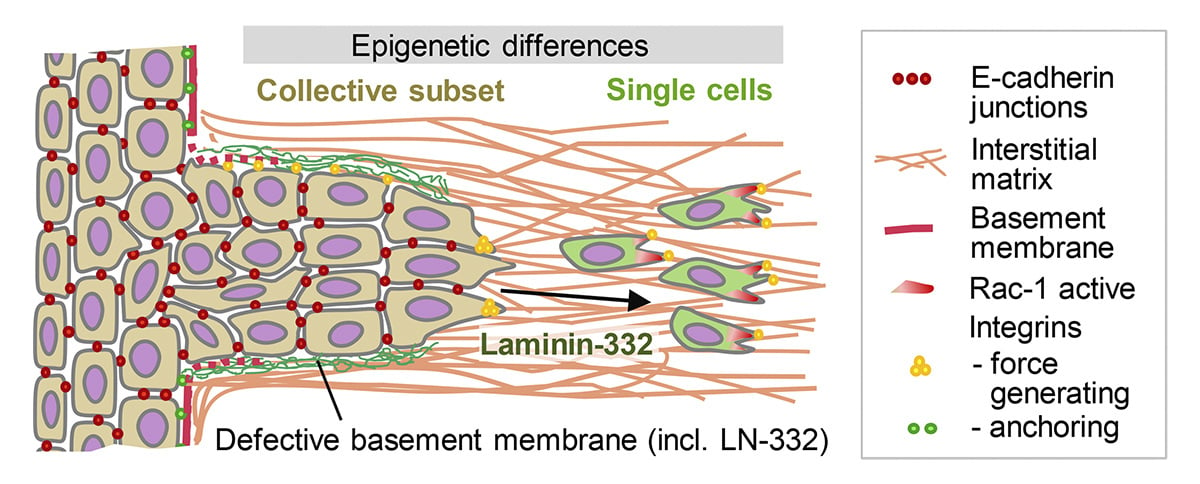 Spotlight @JCellBiol: Friedl & Zegers @radboudumc discuss work by Yoon, @AdamMarcusPhD et al. (hubs.la/Q02wx-Cf0) that finds paracrine signaling from collectively invading #cancer cells induces dissemination of single cells in the same population. hubs.la/Q02wy0r60