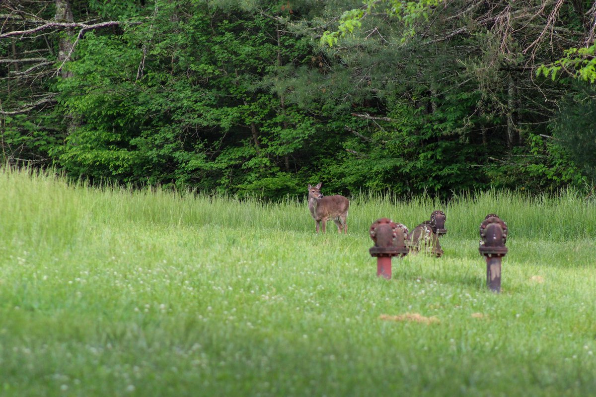 Who wants to see some Smoky Mountain wildlife?? 🙋🏼‍♀️