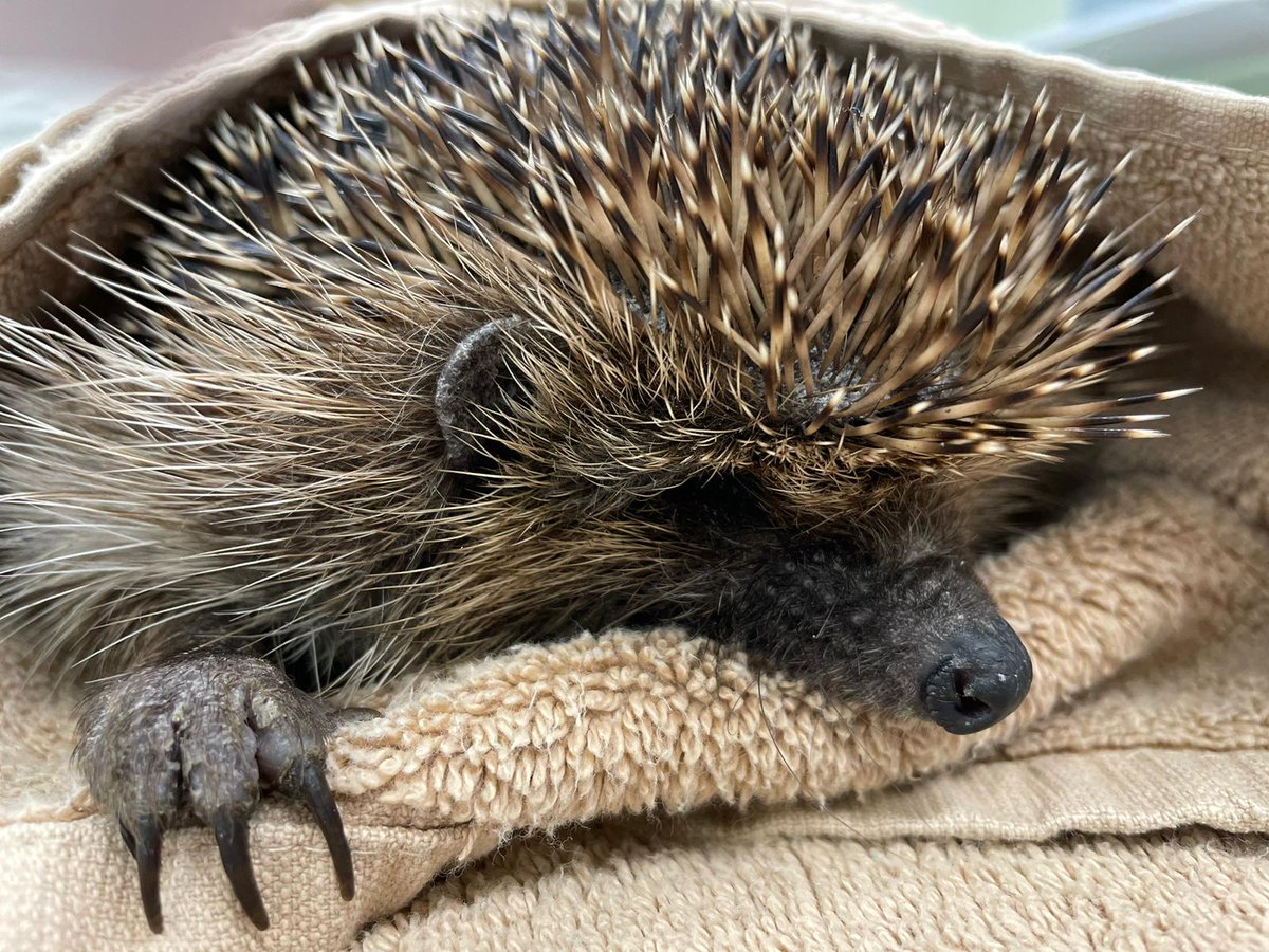 Appeal to anyone with spare towels and bedding sheets. We are running short + really need to fill our bedding store for the summer. We greatly appreciate your help. Please drop them outside wildlife admissions. @nantwichnews #HedgehogWeek