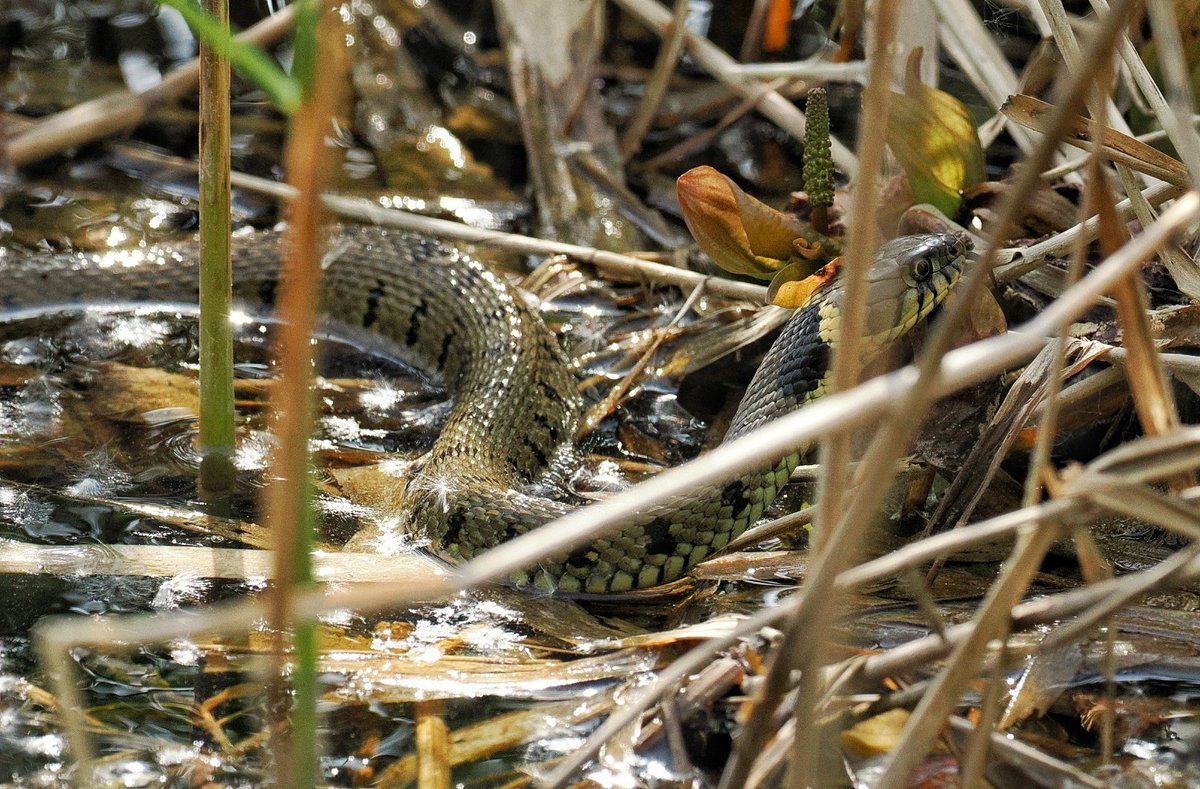 Found another grass snake at RSPB Fowlmere hunting the boardwalk ponds. @ARGroupsUK @Natures_Voice