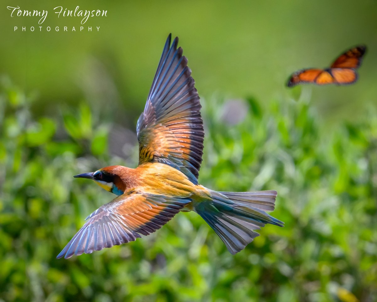 Bee-eater #Rainbowbird #Spain @_BTO @BirdingRasta @society_bird @BirdGuides @Natures_Voice @Britnatureguide @BirdLifeEurope