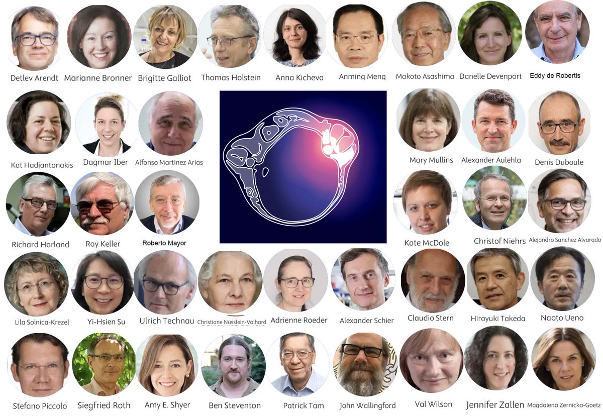 Don’t miss this exceptional event: Self-Organization in Biology: 100 years of the Spemann-Mangold Experiment. Abstract submission deadline extended to May 17th. Slots for talks still open. Spread the word! #DevBio #CellDifferentiation #StemCells elsevier.com/events/confere…