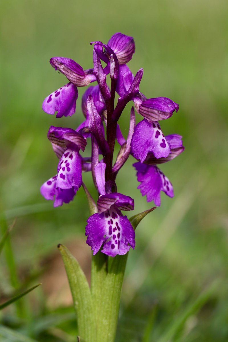 Peter Ransome tweet media