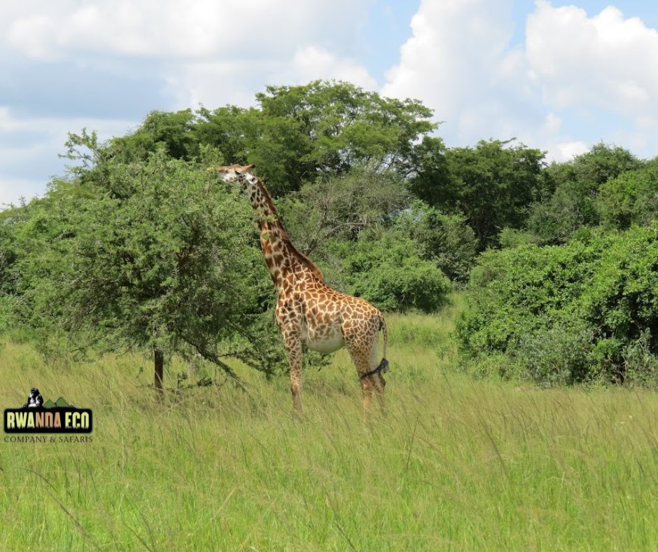 Game viewing in Akagera National Park in Low season
Enjoy an exciting wildlife safari in Akagera while immersing into the beauty of the park as the rains bring the vibrant greenery of its landscapes to life. Book your akagera safari with us today. #Akagera #akageranationalpark