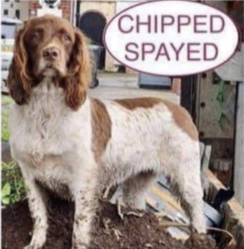 #SpanielHour HOLLY still not found LAST SEEN in #Plumly and LOSTOCK GREEN areas CHIPPED & SPAYED 1/8/23 missing from #LachDennis / #LostockGreen Liver&white 3/4 DOCKED TAIL / no collar / very timid doglost.co.uk/dog-blog.php?d… @RachaelB100 @MissingPetsGB @muddypawscrime @bs2510