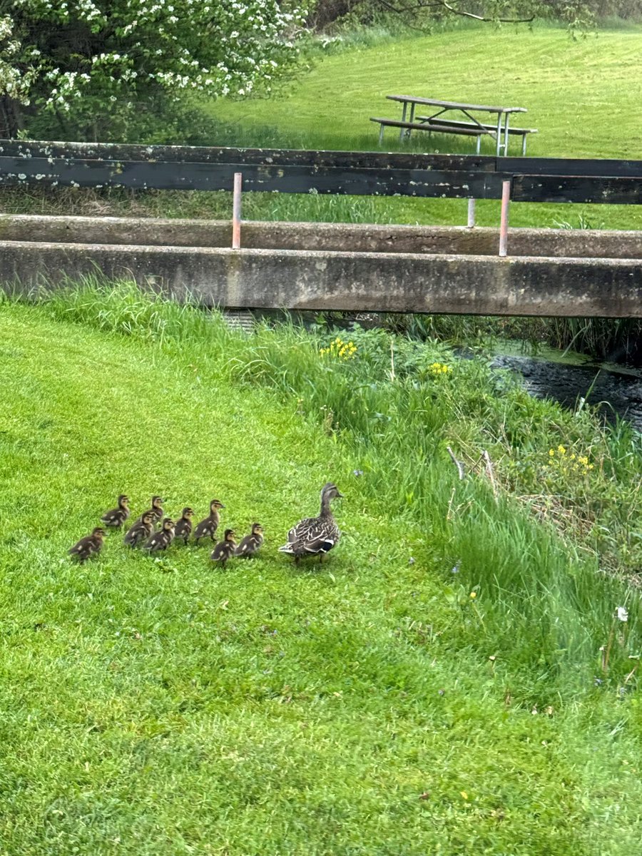 The Ledgeview duck family is doing well! We love having them nest here each spring. 🦆 #ClarenceProud