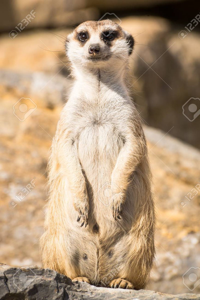 maya bishop as a meerkat:

#SaveStation19 #Station19