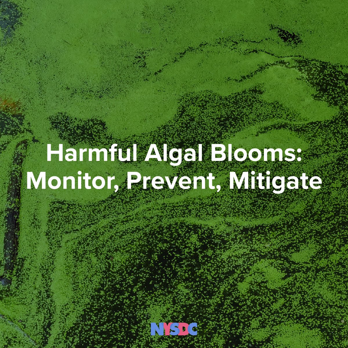 'Every season, toxic algal blooms plague many New York lakes, causing a potentially dangerous situation for residents who depend on lakes for drinking water or use them for recreation' - @RachelMayNY