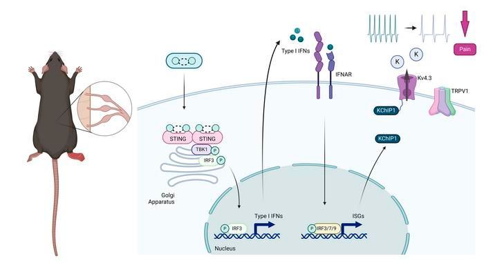 Induction of antiviral interferon-stimulated genes by neuronal STING promotes the resolution of pain in mice: buff.ly/4btpRZe 

@UCalgaryMed 
#Inflammation #Neuroscience