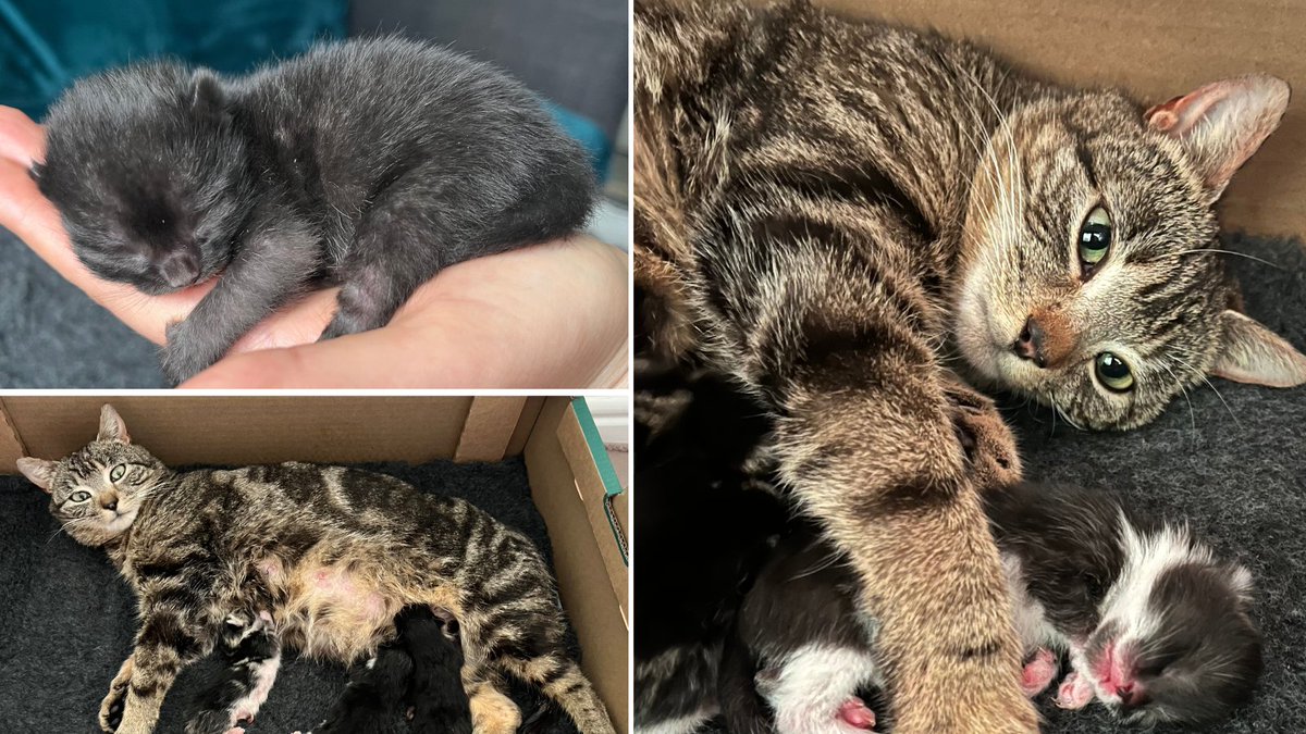 Tulip was reportedly passing blood and worms when she came into our care. As she was heavily pregnant, Inspector Wilson decided to foster her. Her three beautiful kittens, Bluebell, Bud, and Flora will be looking for their forever homes in due course! Congratulations Tulip 😻