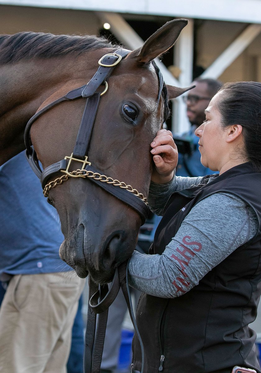 Kentucky Oaks winner THORPEDO ANNA gets some love from her groom ❤️ 📷 Candice Chavez