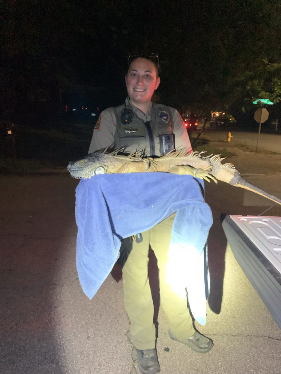 The weather may be warm and humid, but this is not Florida! This iguana must have gotten confused. Last night, our Animal Control Unit came across this 5-foot iguana! We are seeking the public's support in reporting any additional sightings within the city. #AnimalControl #RPD