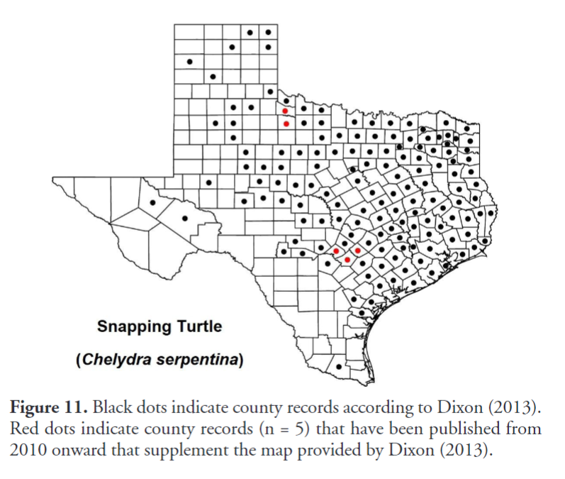 'Updated geographic distributions for Texas reptiles' by Bassett and Pandelis (2024) has recently been published in #ReptilesandAmphibians: doi.org/10.17161/randa… #Herpetology #Reptiles #Lizards #Snakes #Turtles