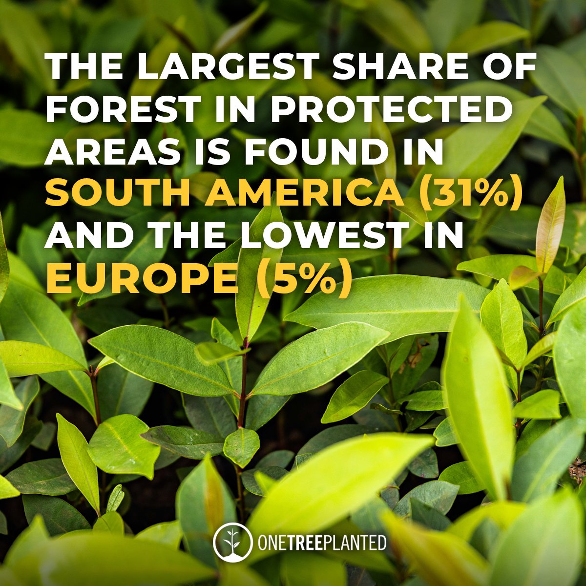 forestflask's tweet image. 