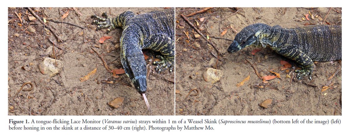 'A stationary defence strategy backfires: a Weasel Skink (Saproscincus mustelinus) becomes prey of a Lace Monitor (Varanus varius)' by Mo (2024) has recently been published in #ReptilesandAmphibians: doi.org/10.17161/randa… #Herpetology #Reptiles #Lizards