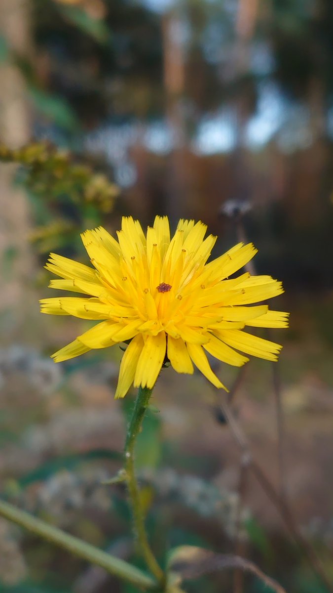 皆さん、おはようございます🎶
いつもありがとうございます😊
今日は5️⃣月9️⃣日、木曜日❗
良い一日をお過ごしください🎶
今日も一日、よろしくね〜🙏

さて、今朝の一枚⤵️
綺麗に咲いてる
たんぽぽの花🏵️

#写真好きな人と繋がりたい
#NaturePhotography
