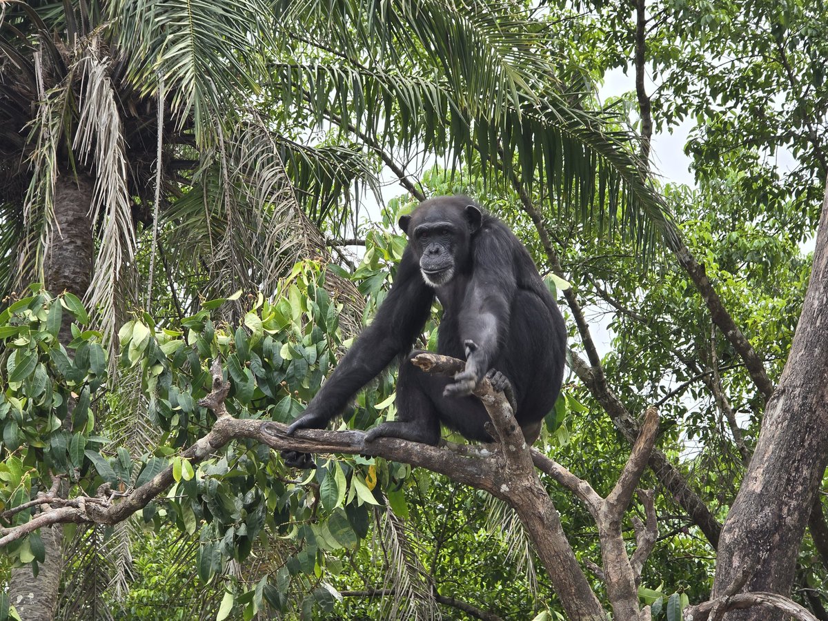 Urgent: West African chimps have faced an alarming 80% decline since the 90s, with over 83% now residing outside national parks without formal protection. Tragically, they're already extinct in Benin, Togo, and Burkina Faso. This is a critical moment for conservation efforts.