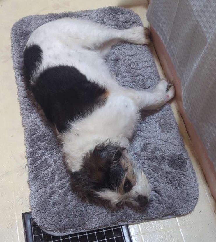 BillTaylorIV's tweet photo. Went to like 4 different Homegoods but finally found the viral bathmat that has been all over tiktok https://t.co/LwoV0UQ9Ne
