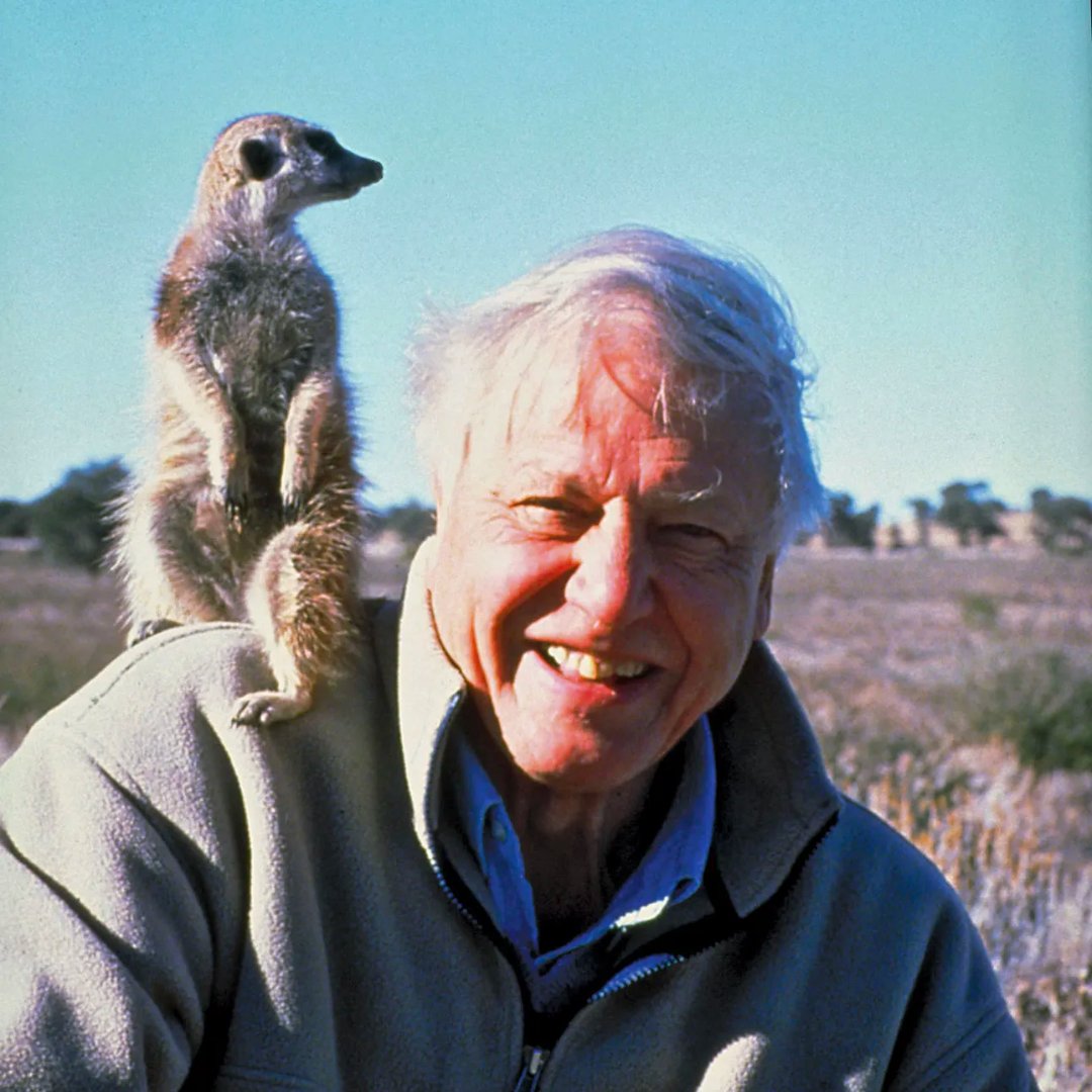 Happy birthday, Sir David Attenborough! 🎂 Hoy cumple 98 años el científico británico 🇬🇧 que ha explorado todos los continentes del mundo 🌎, inspirándonos con su pasión por la naturaleza y la conservación. 🌱🔬