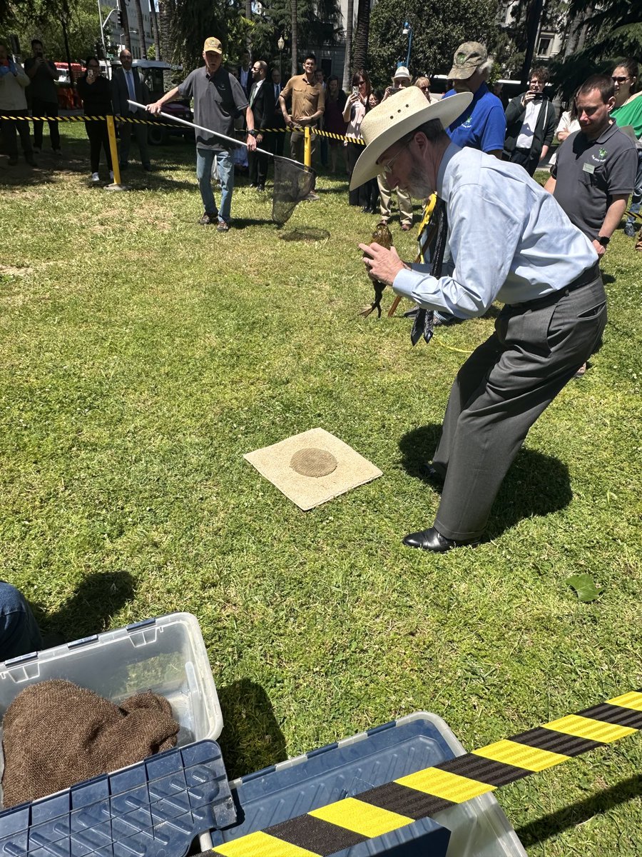 Meet M.C.Hopper. ‘Can’t’ Touch This’ but I did! For me it was all hat and no frog! Thank you Calaveras Fair ⁦@AlvaradoGil2026⁩