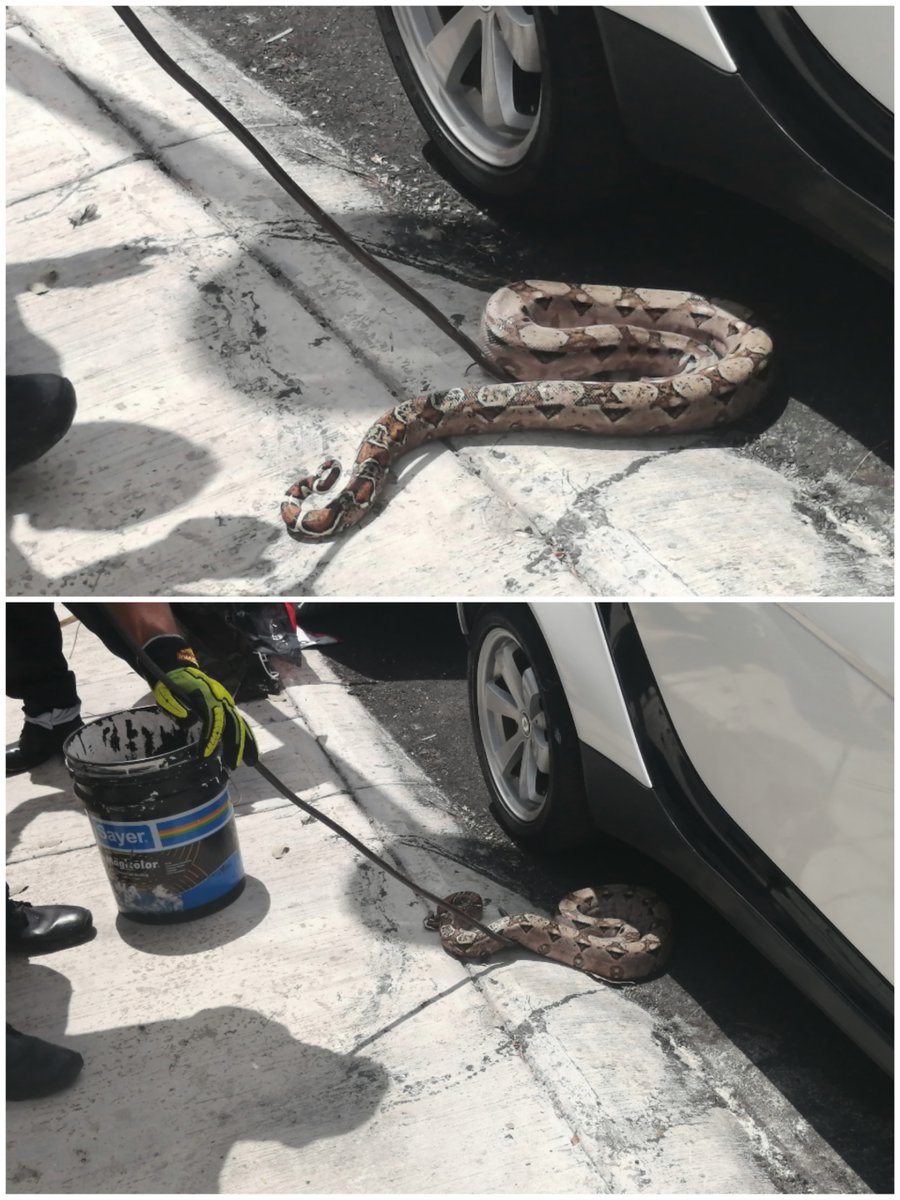 Nuestros heroicos @BomberosCancun retirando una serpiente debajo de un auto en la SM-523 @VivoEnCancun