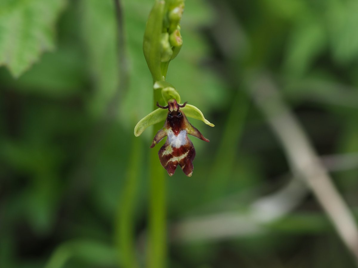 Rather fetching Fly Orchid Ophrys insectifera with the season's must-have lime green striped trousers. Hampshire. @ukorchids @BSBIbotany