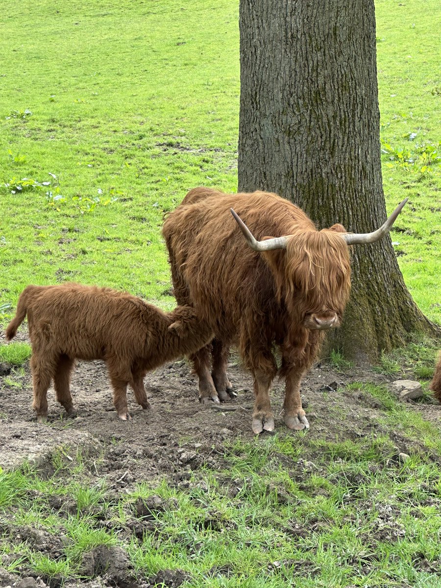 Had a lovely walk with my house guest today around Pollok country park. Saw gorgeous highland coos and some babies too! @LouiseWriter #highlandcattle #pollok #glasgow #hike