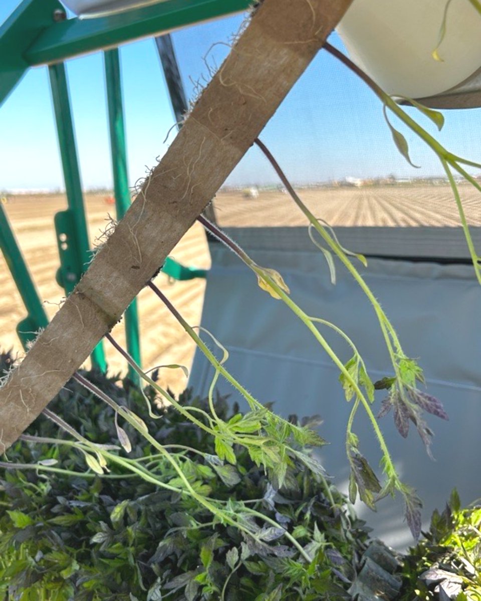 PlantTape - automated transplanting system tweet media