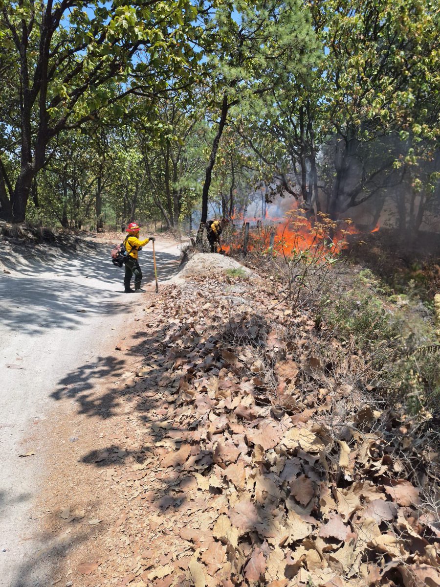 #AlMomento Se atiende #IncendioForestal en el paraje El Potrero, #Zapopan, en el #ANP Bosque La Primavera. A las 13:13 horas entran en combate 25 bomberas y bomberos forestales de @SemadetJal y @BosquePrimavera.