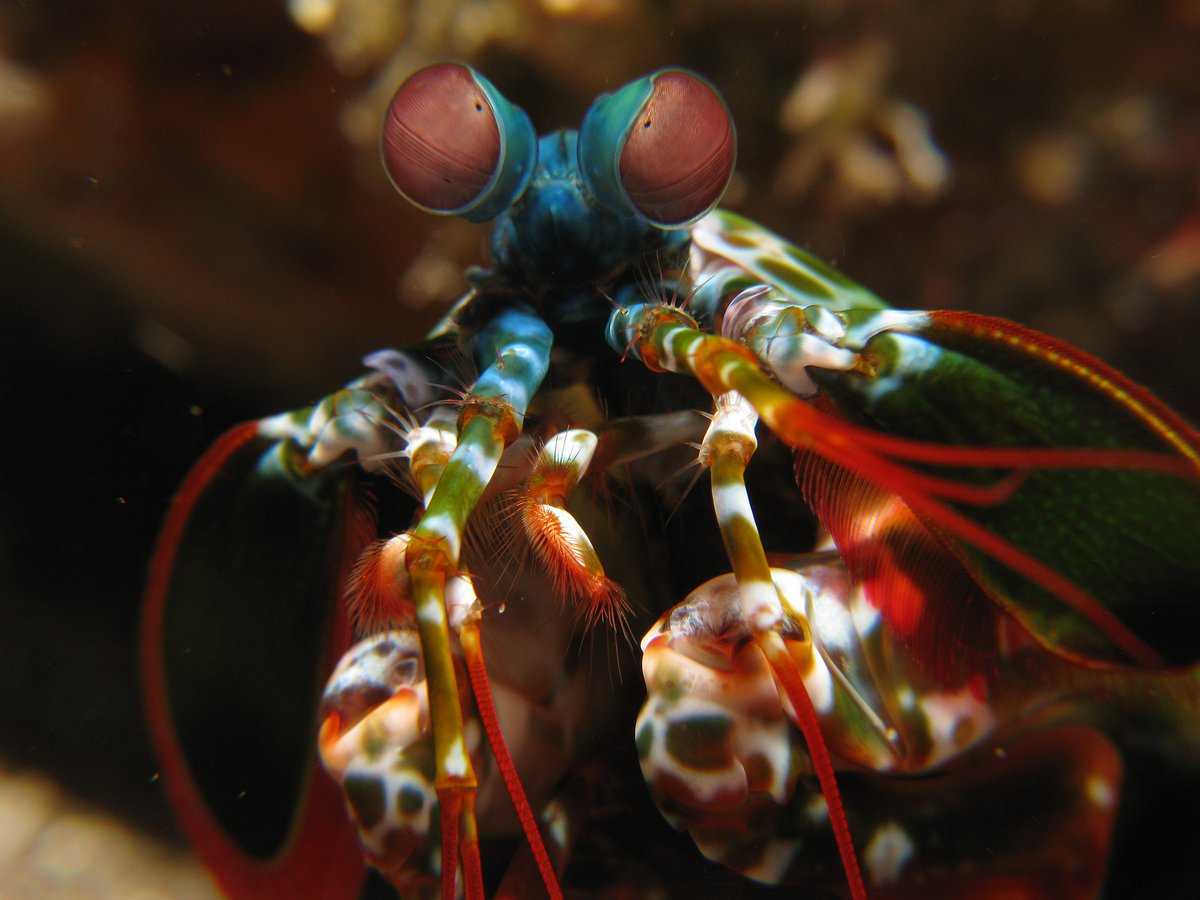 Do you have the moxie to match mitts with a Mantis Shrimp? This colorful crustacean has some of the fastest forelimbs in the sea, which helps them capture their prey! Their colors range from vibrant blues and reds to duller browns, depending on their local habitats. Source:…