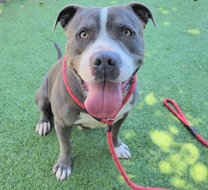 Beautiful boy, Bluee (#A2133077), a 4-year-old male Pit Bull, is ready for adoption. He's easy to leash w/ mild pull on walks, enjoys treats and petting, and likes exploring outside.💚🤗 Meet w/o an appt at East Valley Shelter; @LACityPets; laanimalservices.com/shelters/east-…