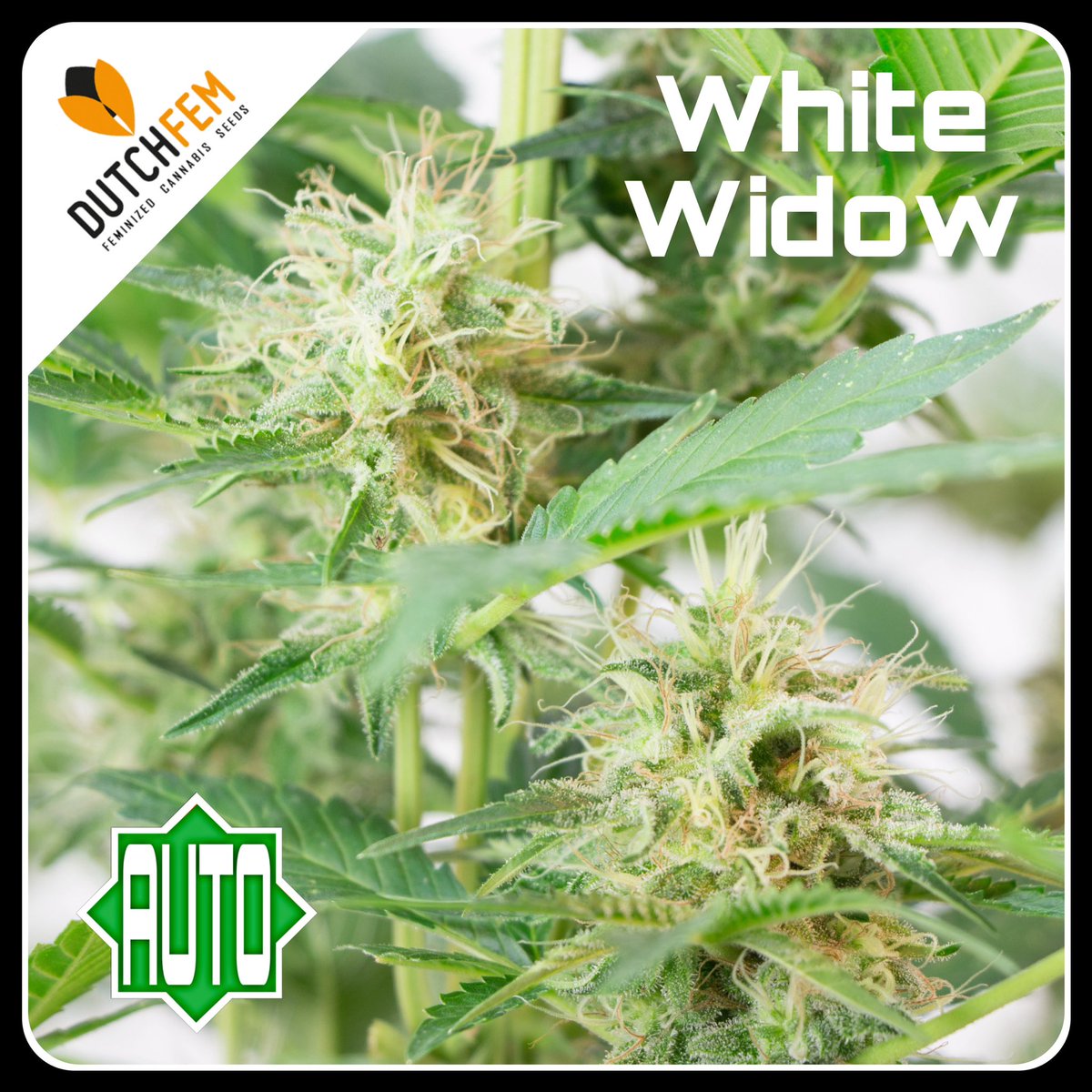 Dutchfem White Widow Autoflower 🌱🔜🪴 A Dutch classic Legend 🤙🤟🤘Still going strong! #dutchfem #white #widow #feminized #autoflowering #cannabis #seeds #legend dutchfem.com