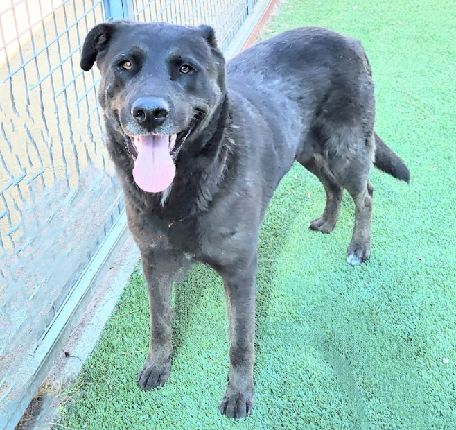 Magnificent young luv, Maren (#A2136358), a 2-year-old female Lab mix, is ready for adoption. She's easy to leash/walk, fearful of barking dogs, loves belly rubs, & gets along w/ dogs. 🤗💚Meet w/o an appt at East Valley Shelter; @LACityPets; laanimalservices.com/shelters/east-…