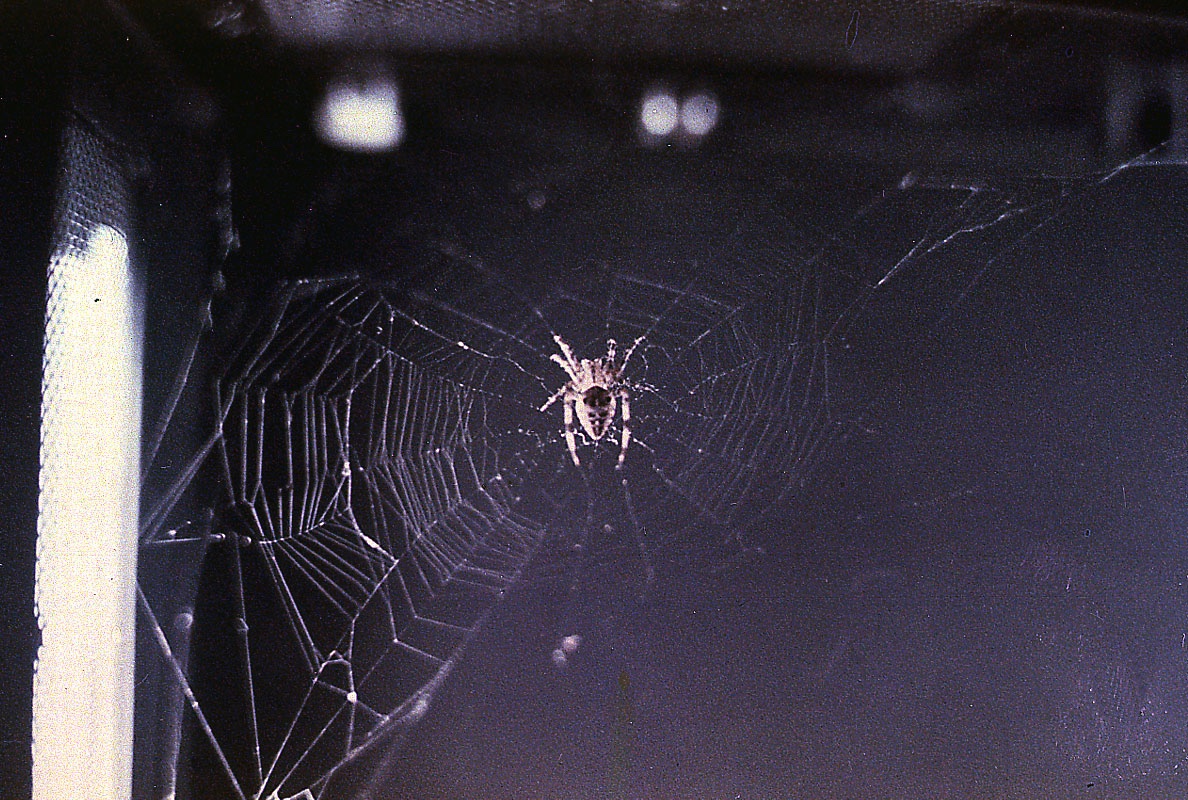 In 1973 NASA sent two spiders known as Arabella and Anita into space to see if they could spin a web without gravity. It took the spiders a couple days to figure out, but they eventually ended up making webs that were finer and more complex than their earth counterparts.