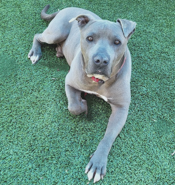 Gentle lass, Shadow (#A1969407), a 6-year-old female Staffie, is ready for adoption. She's easy to leash/walk, likes treats, & loves petting. Her former owner moved, so she needs a forever family.🤗💚 Meet w/o an appt at East Valley Shelter; @LACityPets; laanimalservices.com/shelters/east-…