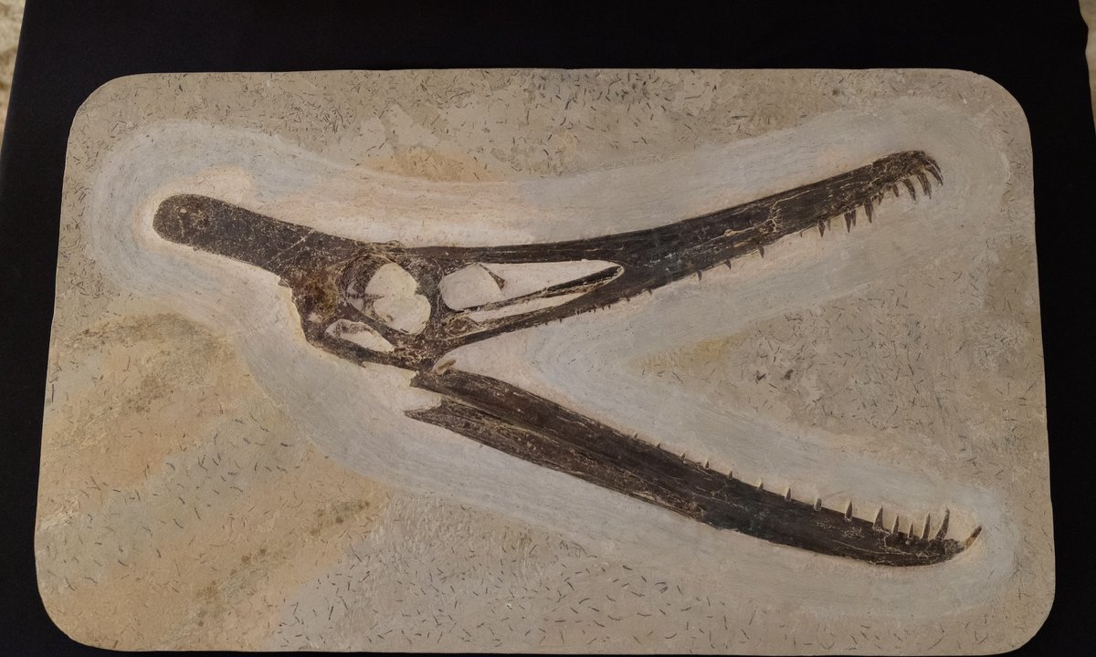 Brazil’s National Museum receives donation of more than 1,100 fossils—including those of rare dinosaurs dlvr.it/T6cGr4 #Art #ArtLovers