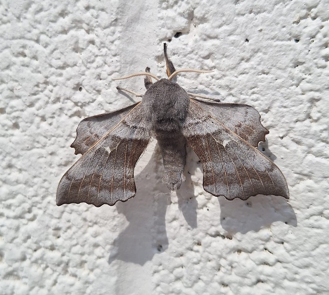 Popular Hawk Moth that Alan found happily sunning itself on his work’s warehouse wall!

#moths #mothsmatter