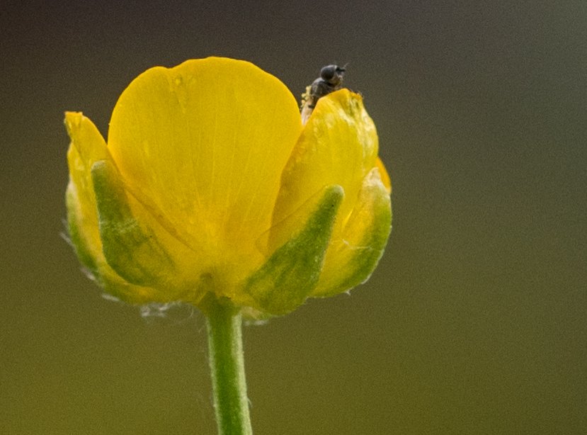Have a fantastic Thursday!😊
#Photography #InsectThursday
#flowerphotography #NatureBeauty #Nature